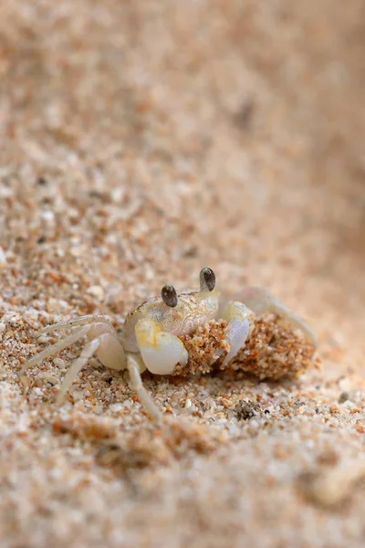 Cangrejos Fantasmas Playa Koggala Sri Lanka — Foto de Stock