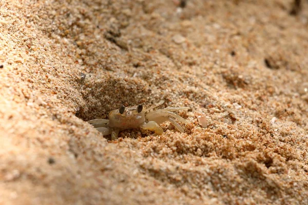 Cangrejos Fantasmas Playa Koggala Sri Lanka — Foto de Stock
