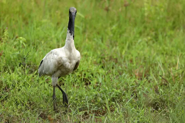 Ibises Sichlers Dans Parc National Yala Sri Lanka — Photo