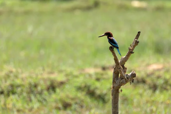 Een Ijsvogel Sri Lanka — Stockfoto
