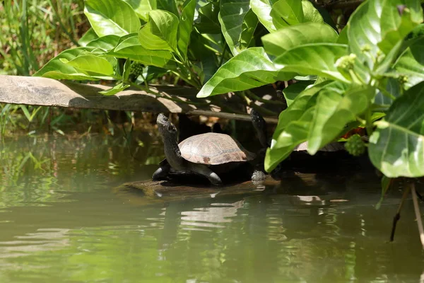 Tortugas Estanque Sri Lanka —  Fotos de Stock