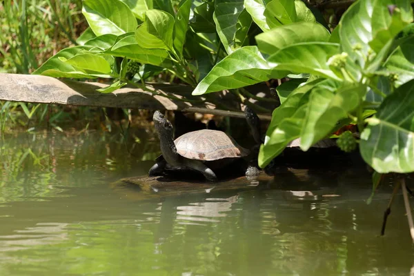 スリランカの池のカメ — ストック写真