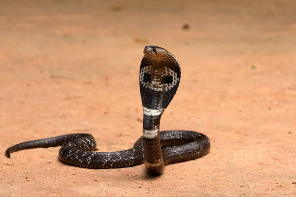 Cobra Dell Asia Meridionale Nello Sri Lanka — Foto Stock
