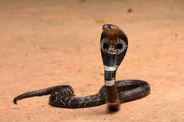 Azji Południowej Cobra Sri Lanka — Zdjęcie stockowe