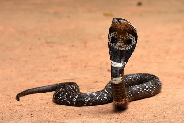 Cobra Dell Asia Meridionale Nello Sri Lanka — Foto Stock
