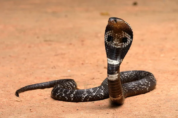 Azji Południowej Cobra Sri Lanka — Zdjęcie stockowe