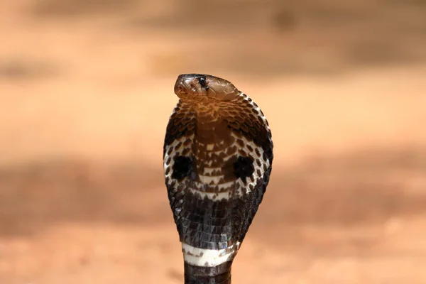 Cobra Del Sur Asia Sri Lanka — Foto de Stock