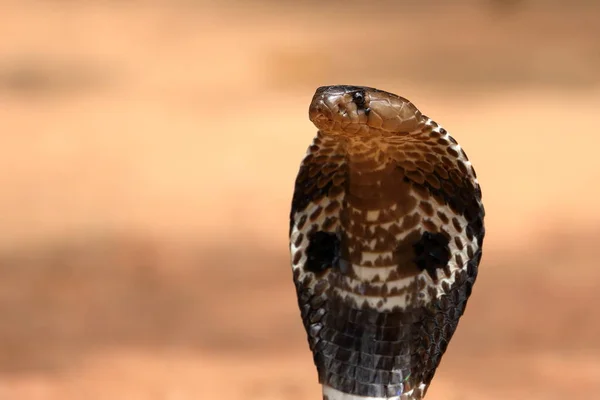 Sri Lanka Güney Asya Kobra — Stok fotoğraf