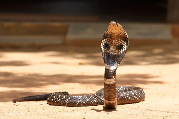 Die Südasiatische Kobra Sri Lanka — Stockfoto
