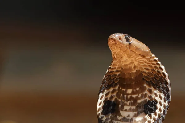 Cobra Del Sur Asia Sri Lanka — Foto de Stock