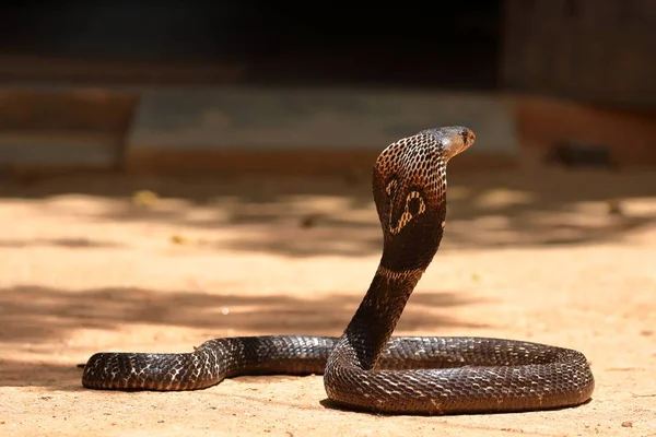 斯里兰卡的南亚眼镜蛇 — 图库照片