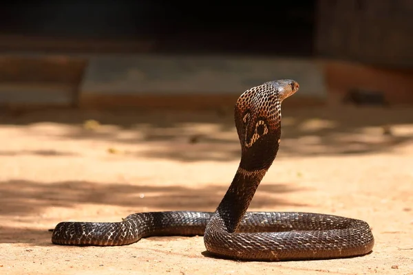 Cobra Sud Asiatique Sri Lanka — Photo