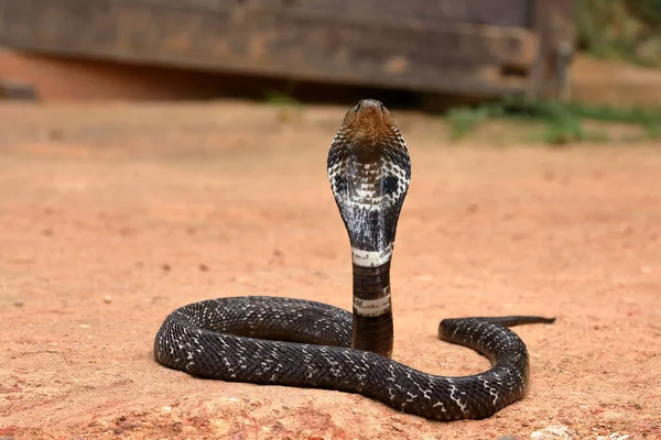 斯里兰卡的南亚眼镜蛇 — 图库照片
