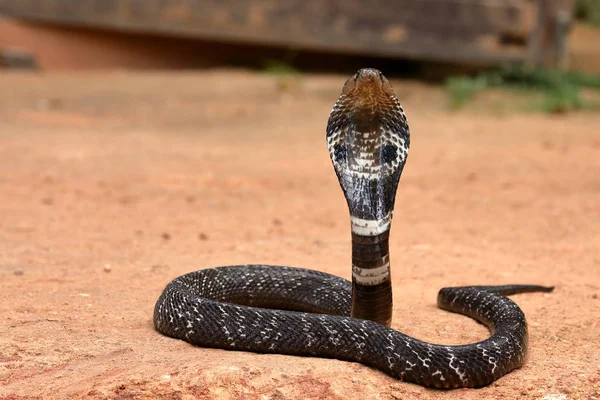 Azji Południowej Cobra Sri Lanka — Zdjęcie stockowe