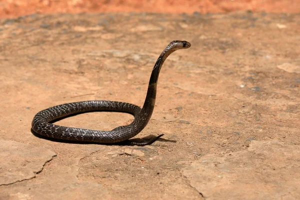 Azji Południowej Cobra Sri Lanka — Zdjęcie stockowe