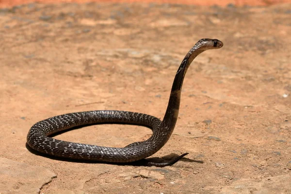 Azji Południowej Cobra Sri Lanka — Zdjęcie stockowe