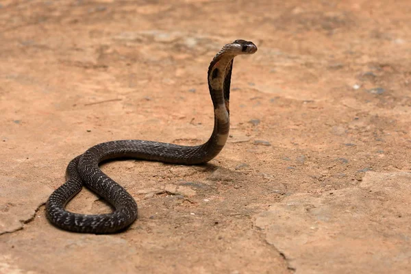 Azji Południowej Cobra Sri Lanka — Zdjęcie stockowe