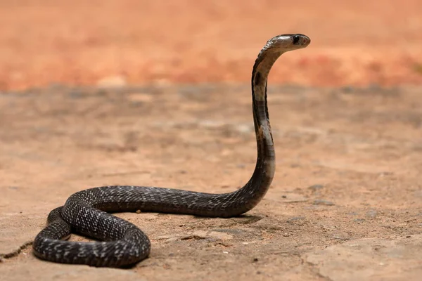 Azji Południowej Cobra Sri Lanka — Zdjęcie stockowe