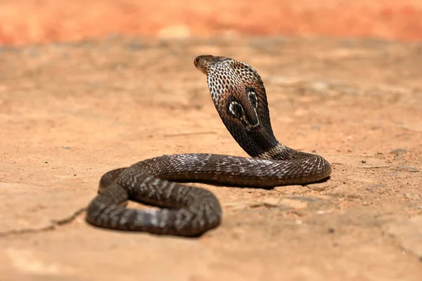 Die Südasiatische Kobra Sri Lanka — Stockfoto