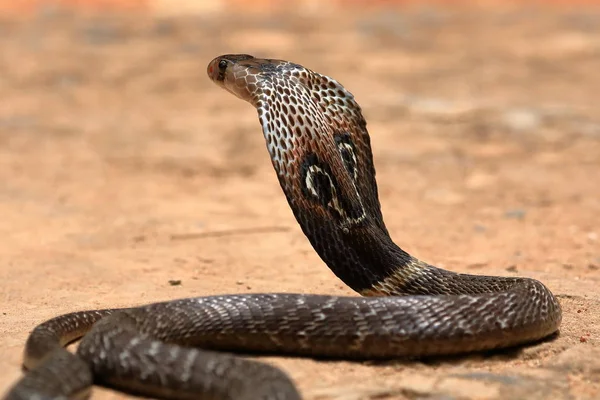 Cobra Del Sur Asia Sri Lanka —  Fotos de Stock