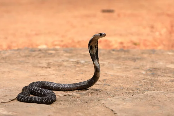 Cobra Sud Asiatique Sri Lanka — Photo
