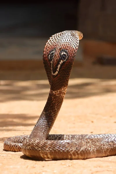 Sydasiatiska Cobra Sri Lanka — Stockfoto