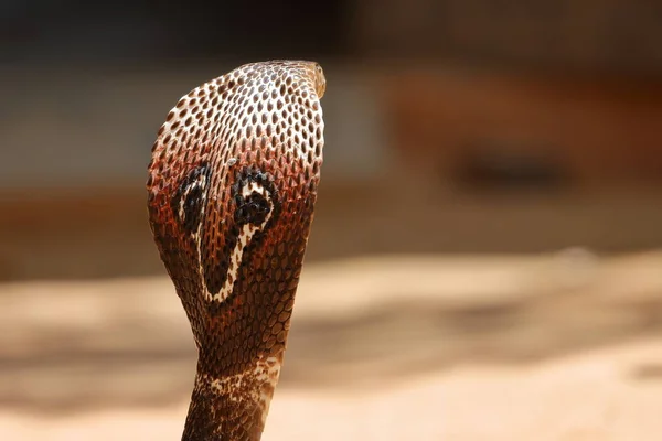 Die Südasiatische Kobra Sri Lanka — Stockfoto