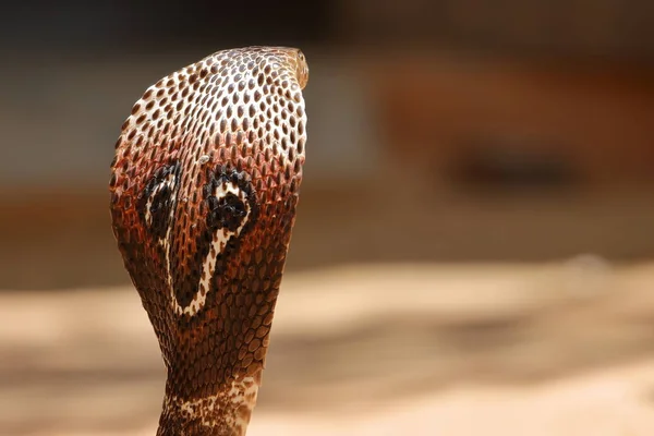 Azji Południowej Cobra Sri Lanka — Zdjęcie stockowe