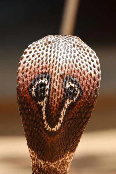 Azji Południowej Cobra Sri Lanka — Zdjęcie stockowe