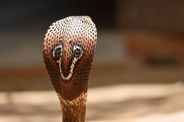 Jihoasijské Cobra Srí Lance — Stock fotografie