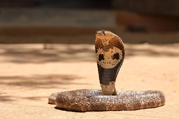 South Asian Cobra Sri Lanka — Stock Photo, Image