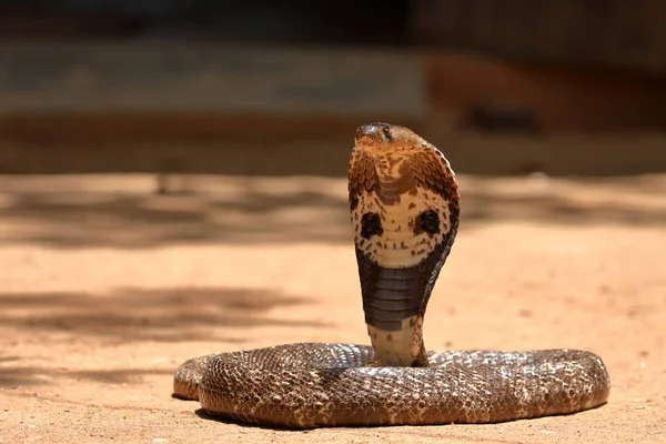 Azji Południowej Cobra Sri Lanka — Zdjęcie stockowe