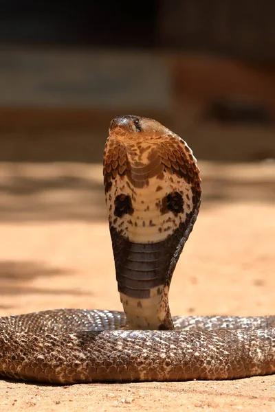 Azji Południowej Cobra Sri Lanka — Zdjęcie stockowe