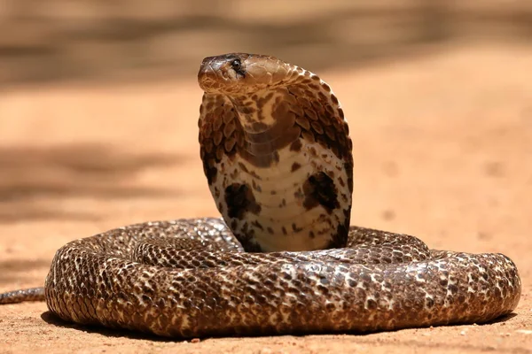 Cobra Del Sur Asia Sri Lanka —  Fotos de Stock