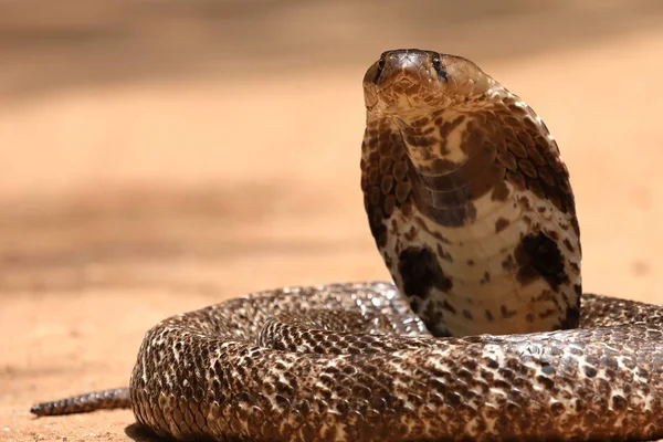 Jihoasijské Cobra Srí Lance — Stock fotografie