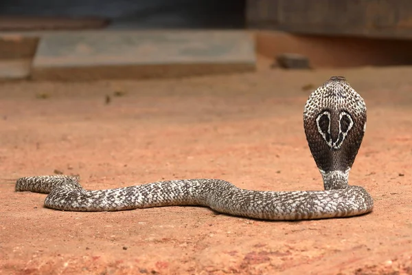 Cobra Sul Ásia Sri Lanka — Fotografia de Stock