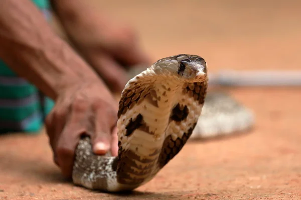 Jihoasijské Cobra Srí Lance — Stock fotografie