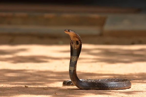 Azji Południowej Cobra Sri Lanka — Zdjęcie stockowe