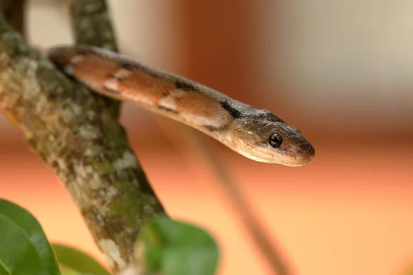 Serpiente Joyería India Sri Lanka —  Fotos de Stock