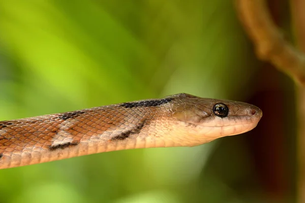 Serpiente Joyería India Sri Lanka —  Fotos de Stock