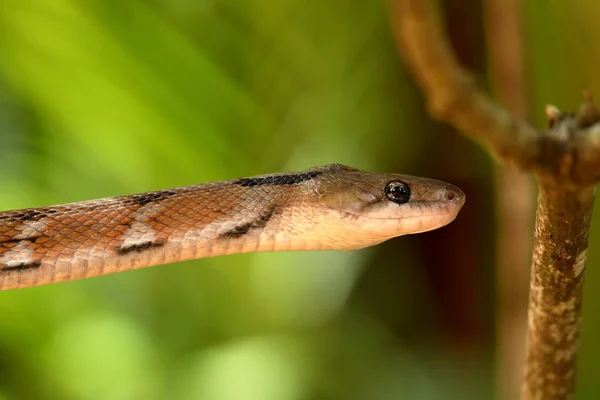 Serpiente Joyería India Sri Lanka —  Fotos de Stock