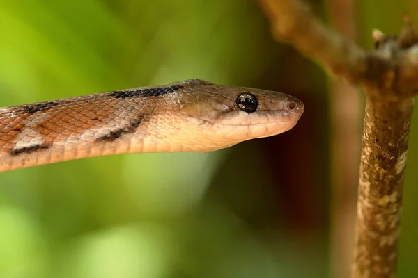 Serpiente Joyería India Sri Lanka —  Fotos de Stock