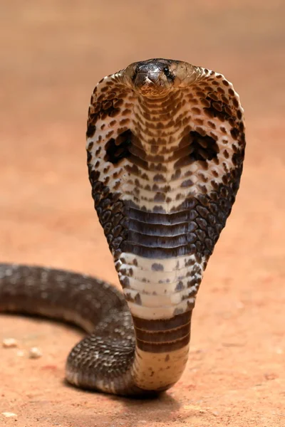 Fotos de Natureza: Cobra Naja  Fotos de cobras, Animais perigosos