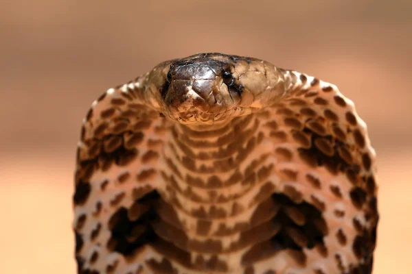 South Asian Cobra Sri Lanka — Stock Photo, Image