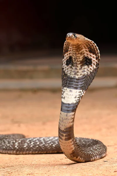 Cobra Sud Asiatique Sri Lanka — Photo