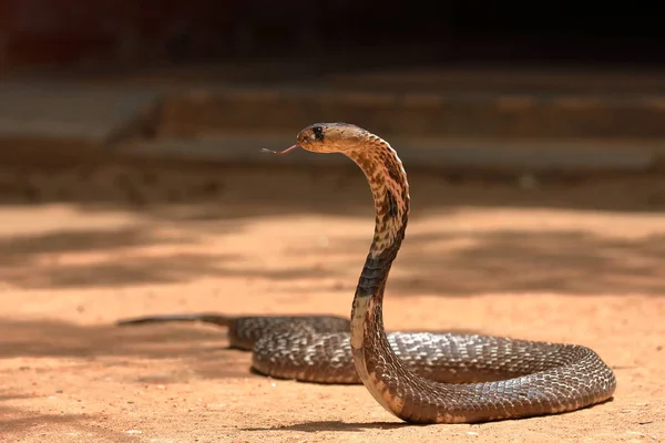 Azji Południowej Cobra Sri Lanka — Zdjęcie stockowe