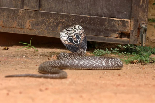 Cobra Sul Ásia Sri Lanka — Fotografia de Stock