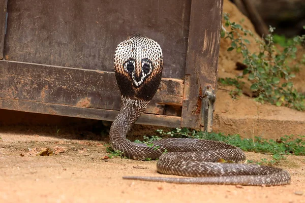 Azji Południowej Cobra Sri Lanka — Zdjęcie stockowe