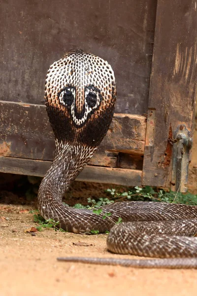 Cobra Sul Ásia Sri Lanka — Fotografia de Stock