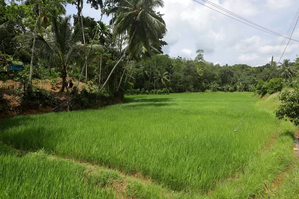 Campos Arroz Cultivo Arroz Sri Lanka — Foto de Stock